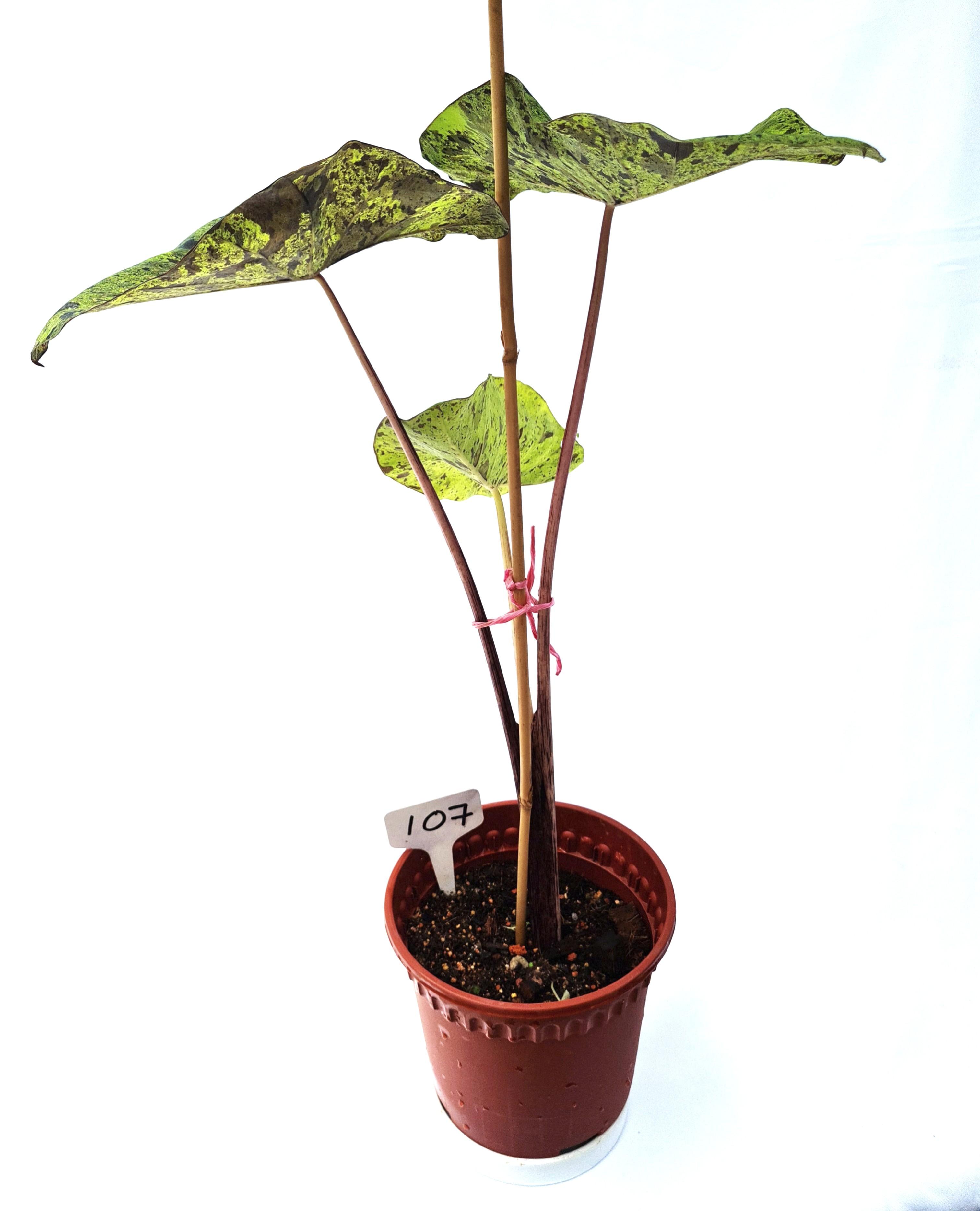 Detail Colocasia Mojito Nomer 16