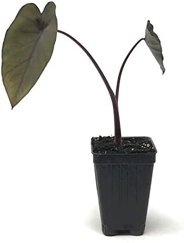 Detail Colocasia Mojito Nomer 17