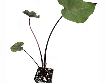 Detail Colocasia Mojito Nomer 18