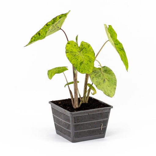 Detail Colocasia Mojito Nomer 2