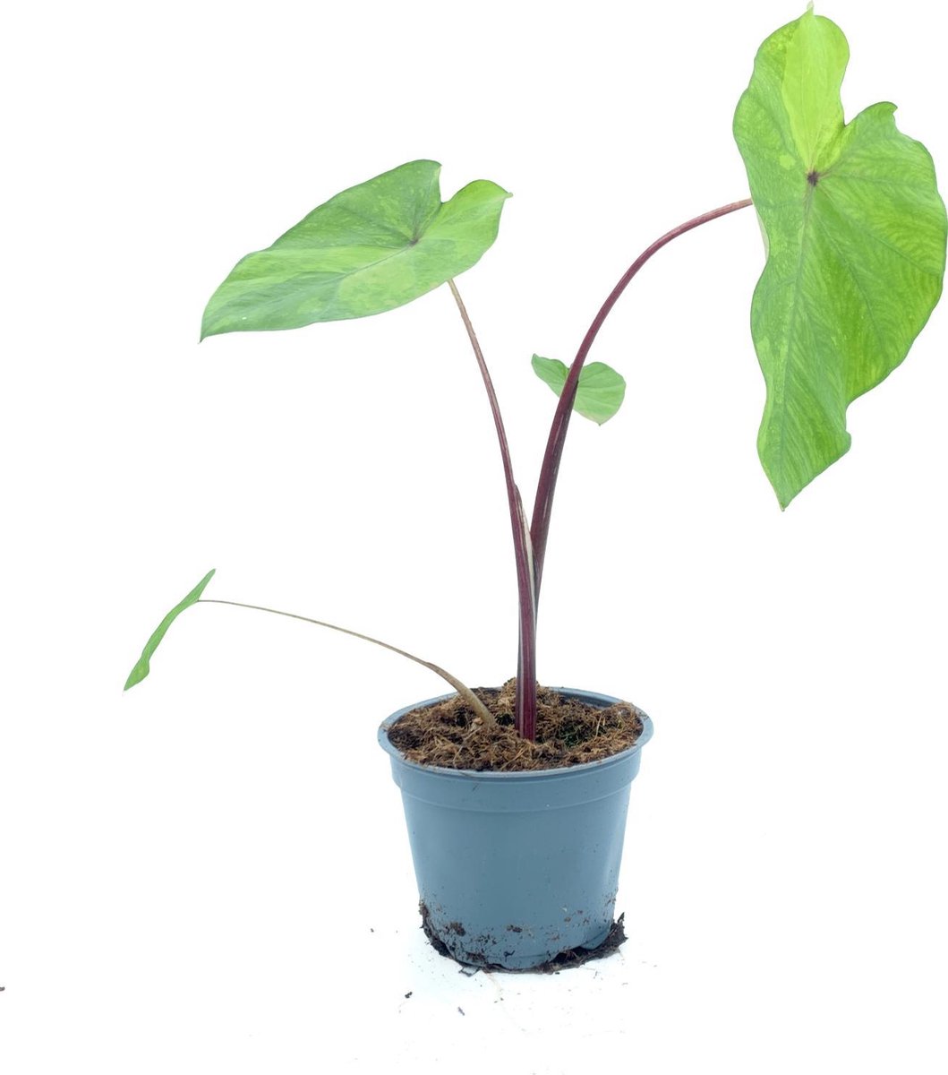 Detail Colocasia Mojito Nomer 20