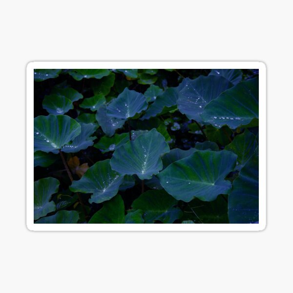 Detail Colocasia Mojito Nomer 21