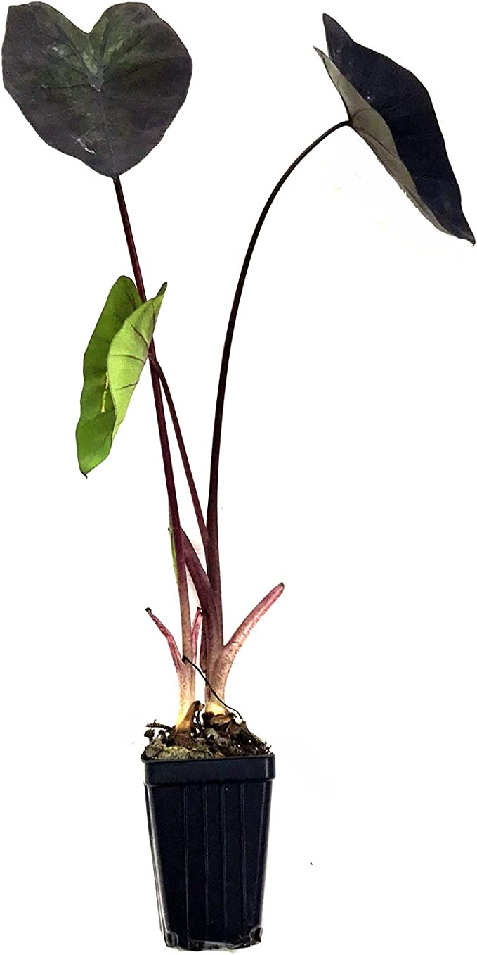 Detail Colocasia Mojito Nomer 23