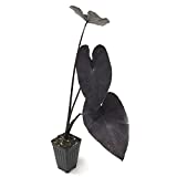 Detail Colocasia Mojito Nomer 24