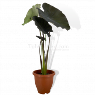 Detail Colocasia Mojito Nomer 25