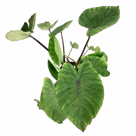 Detail Colocasia Mojito Nomer 27