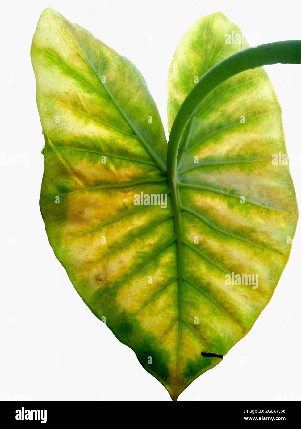 Detail Colocasia Mojito Nomer 28