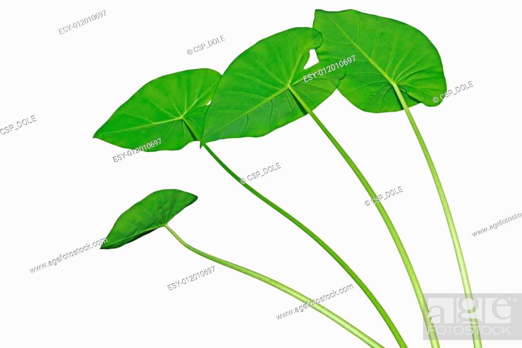 Detail Colocasia Mojito Nomer 29