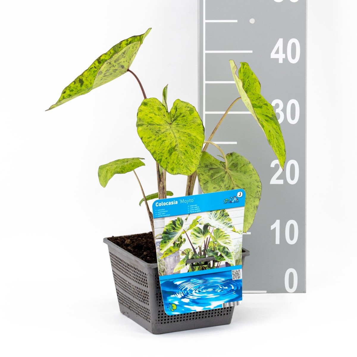 Detail Colocasia Mojito Nomer 4