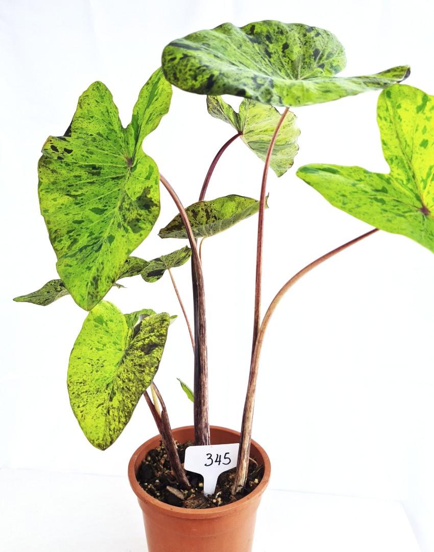 Detail Colocasia Mojito Nomer 5