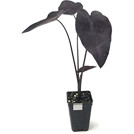 Detail Colocasia Mojito Nomer 6