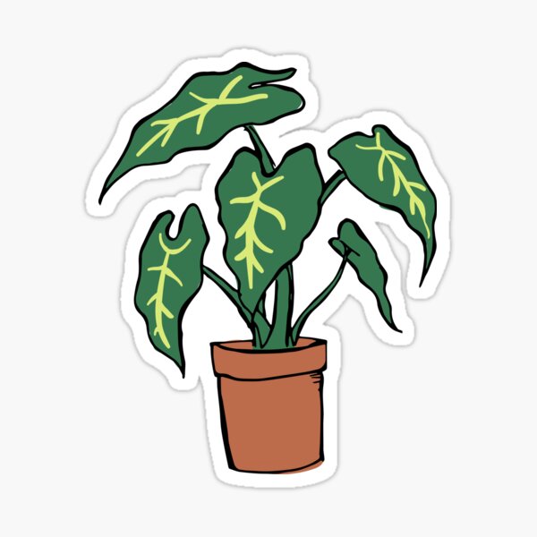 Detail Colocasia Mojito Nomer 7