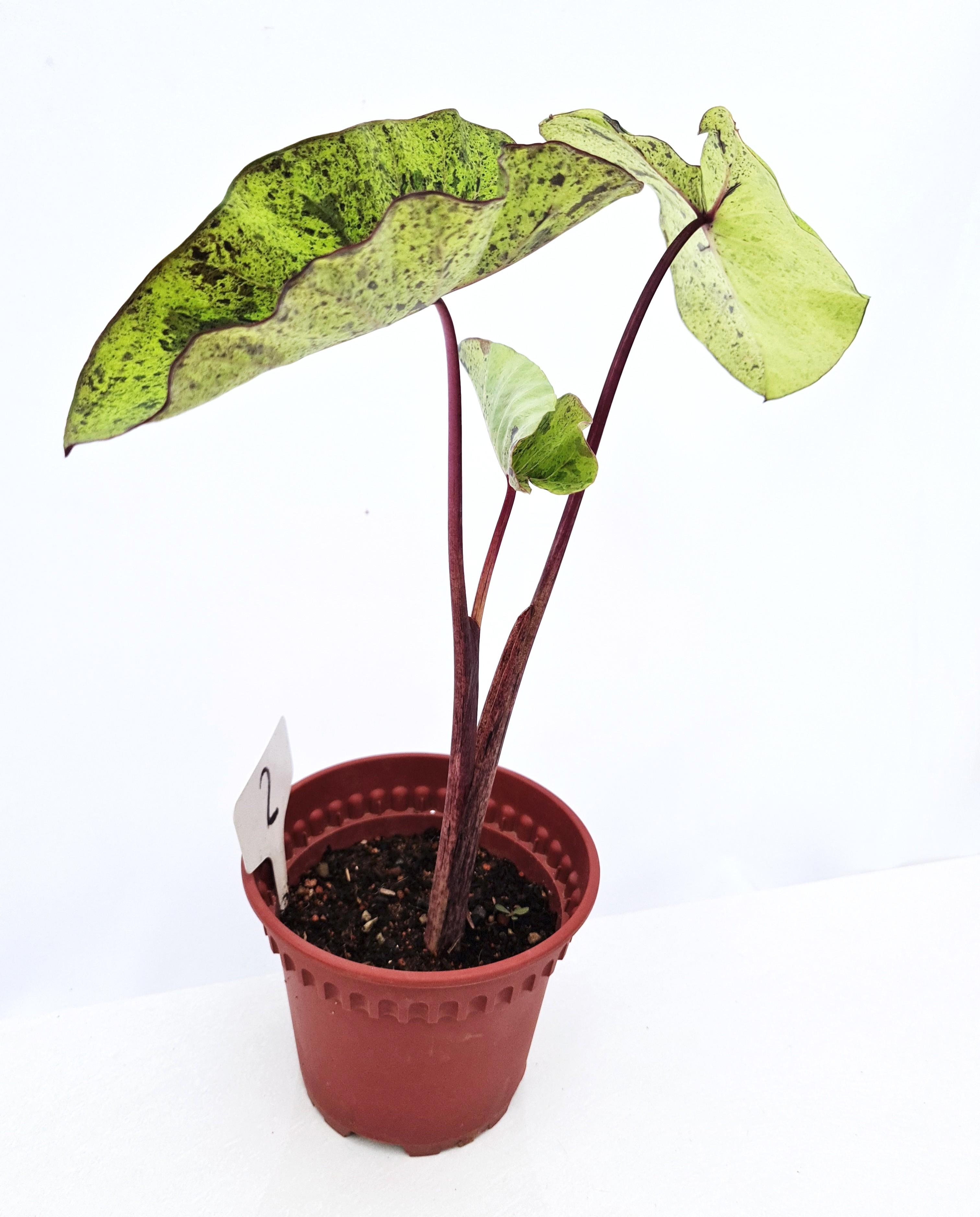 Detail Colocasia Mojito Nomer 8