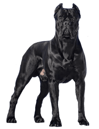 Schwarzer Cane Corso - KibrisPDR