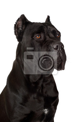 Detail Schwarzer Cane Corso Nomer 2