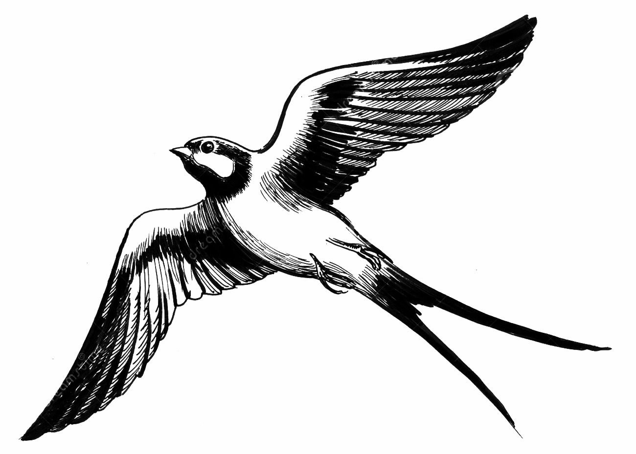 Detail Vogel Gezeichnet Einfach Nomer 10