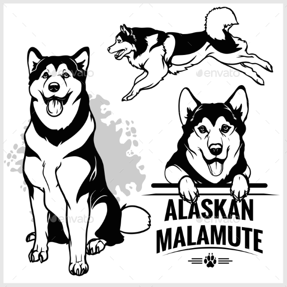 Detail Akita Inu Alaskan Malamute Nomer 3