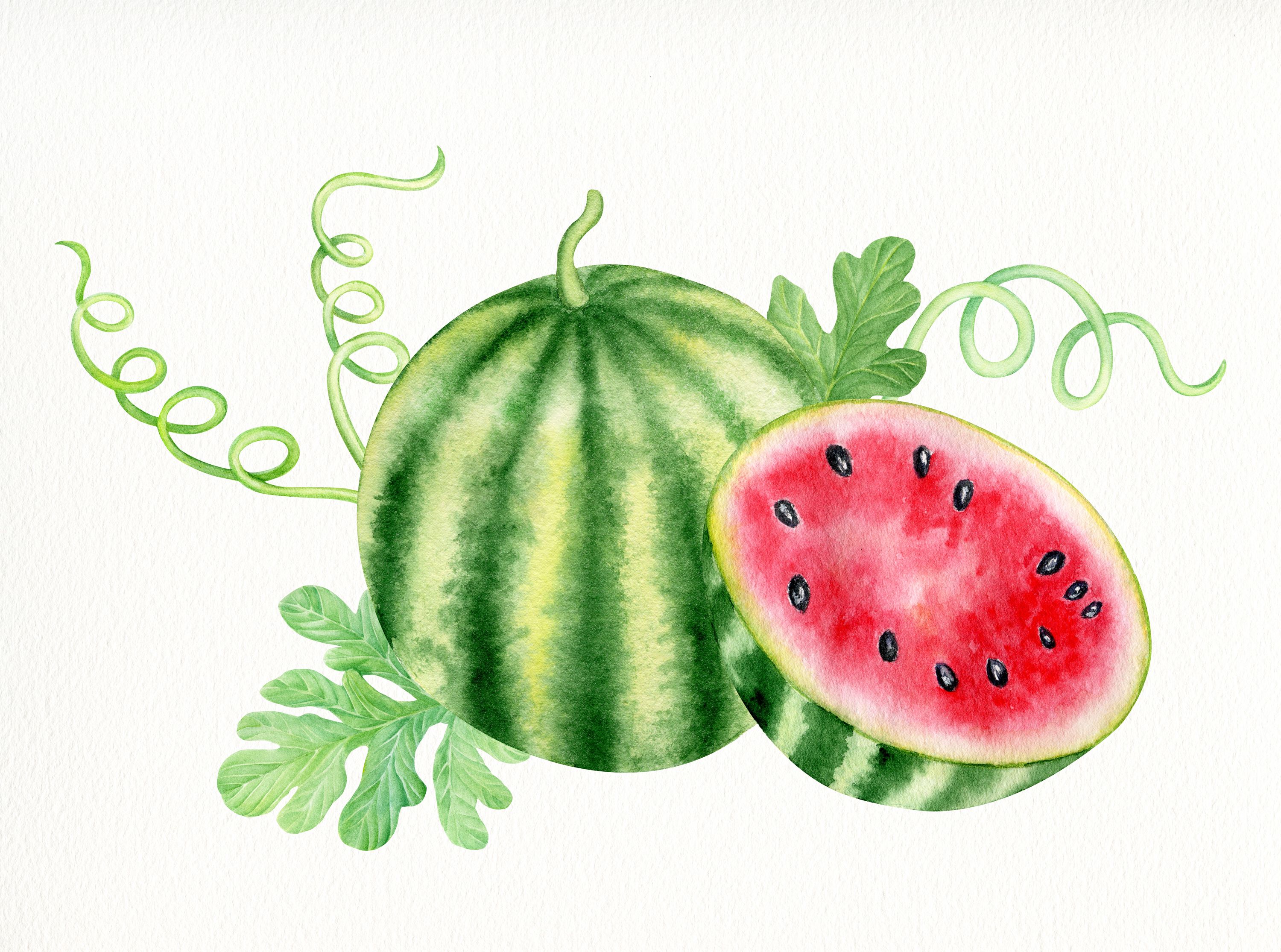 Detail Aquarell Watermelon Nomer 3