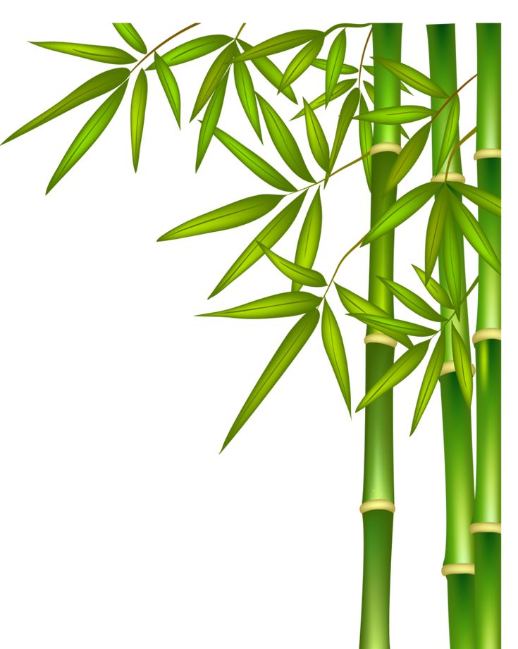 Detail Bambus Malen Nomer 2