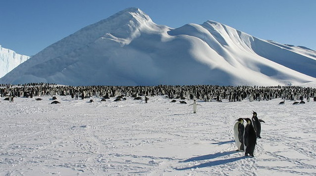 Gambar Bioma Tundra - KibrisPDR