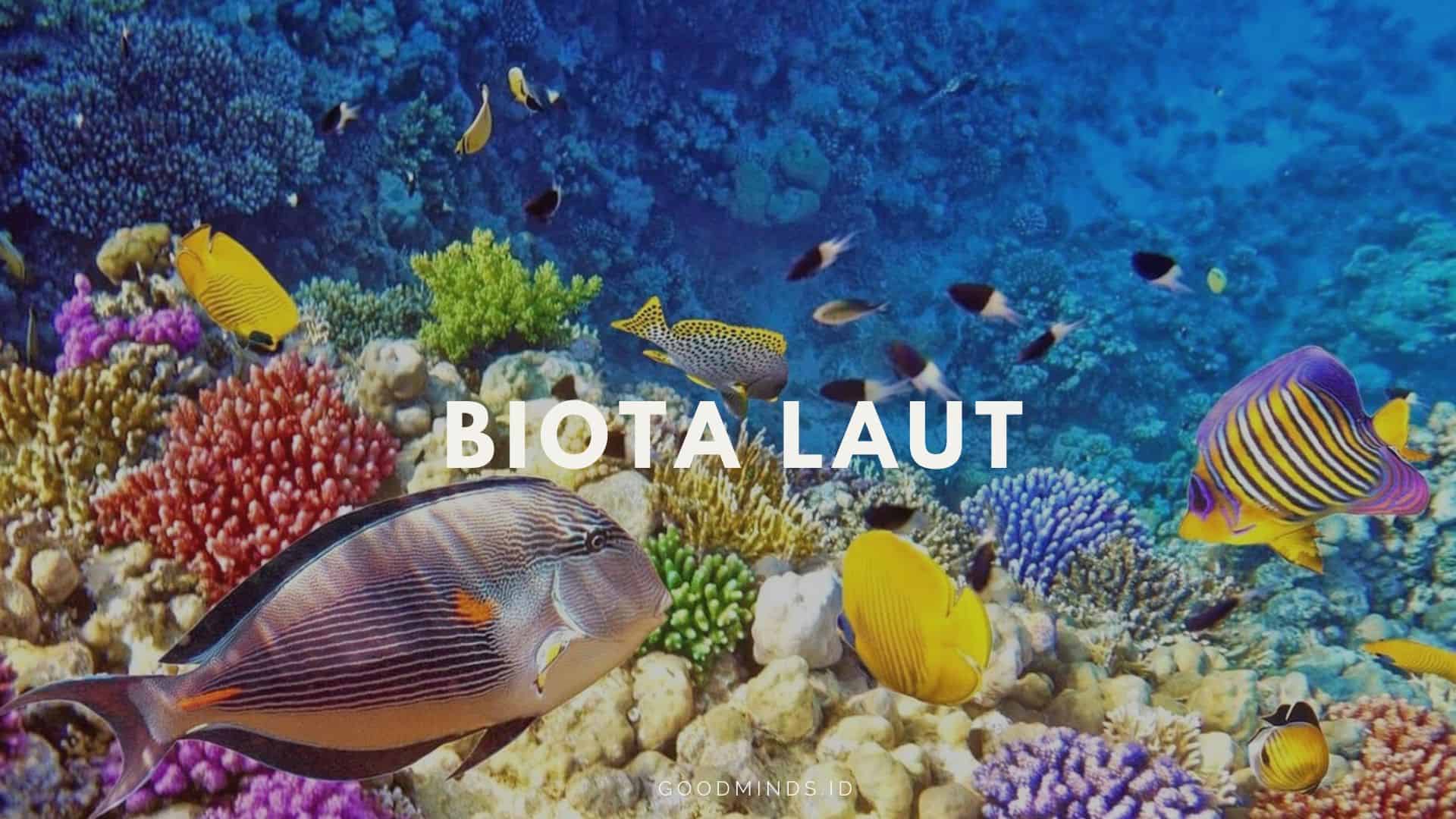 Detail Gambar Biota Laut Nomer 29