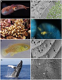 Detail Gambar Biota Laut Nomer 33