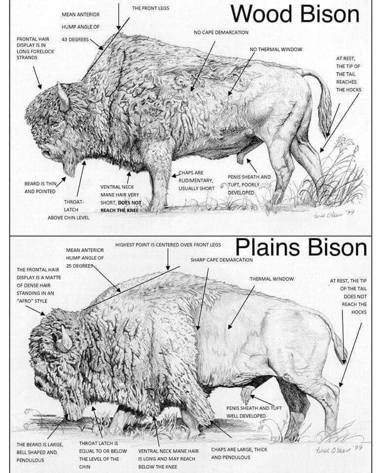 Detail Gambar Bison Nomer 39