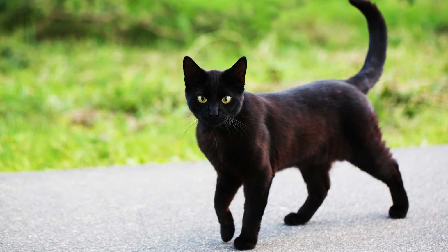 Detail Gambar Black Cat Nomer 14