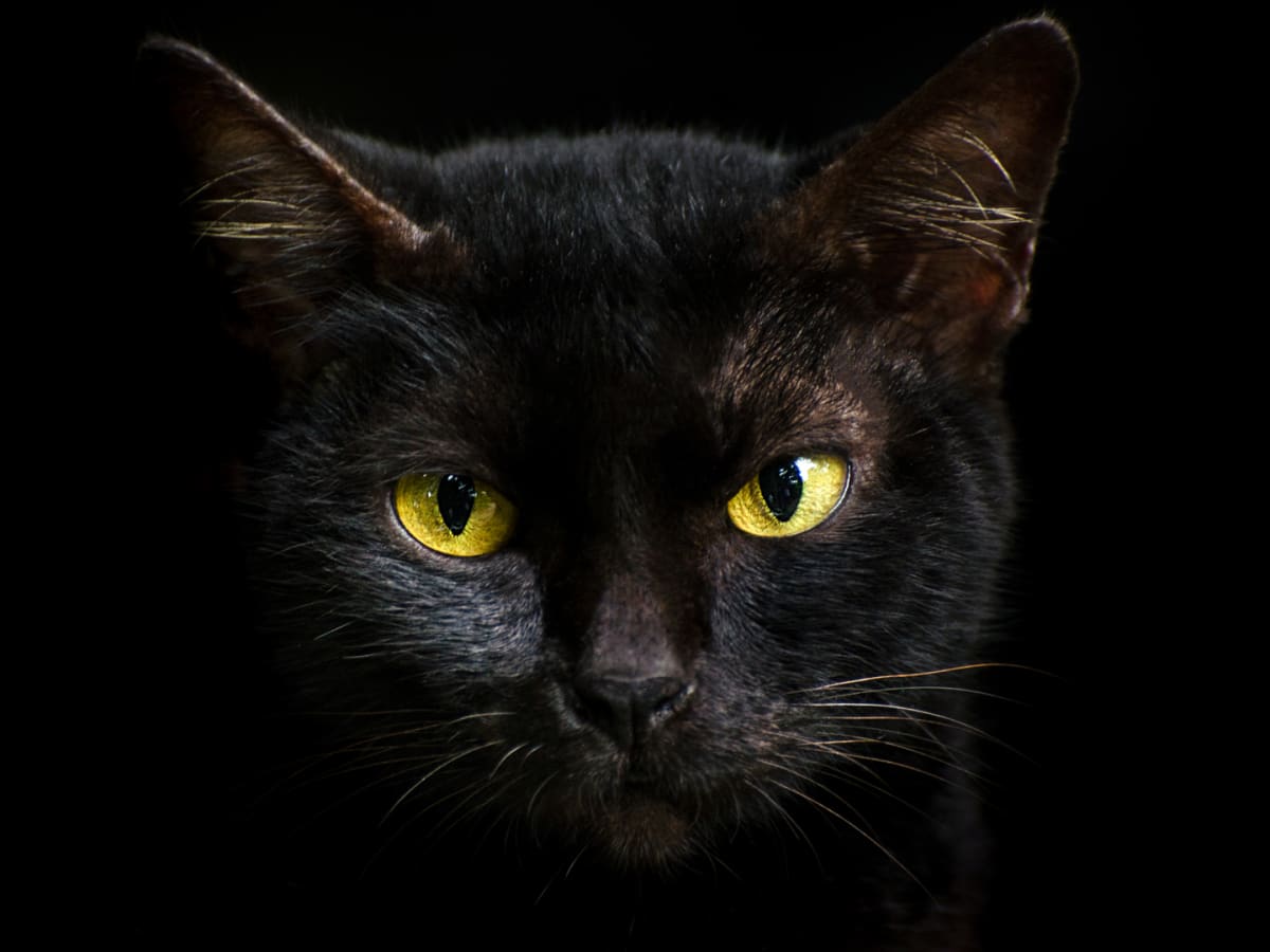 Detail Gambar Black Cat Nomer 4