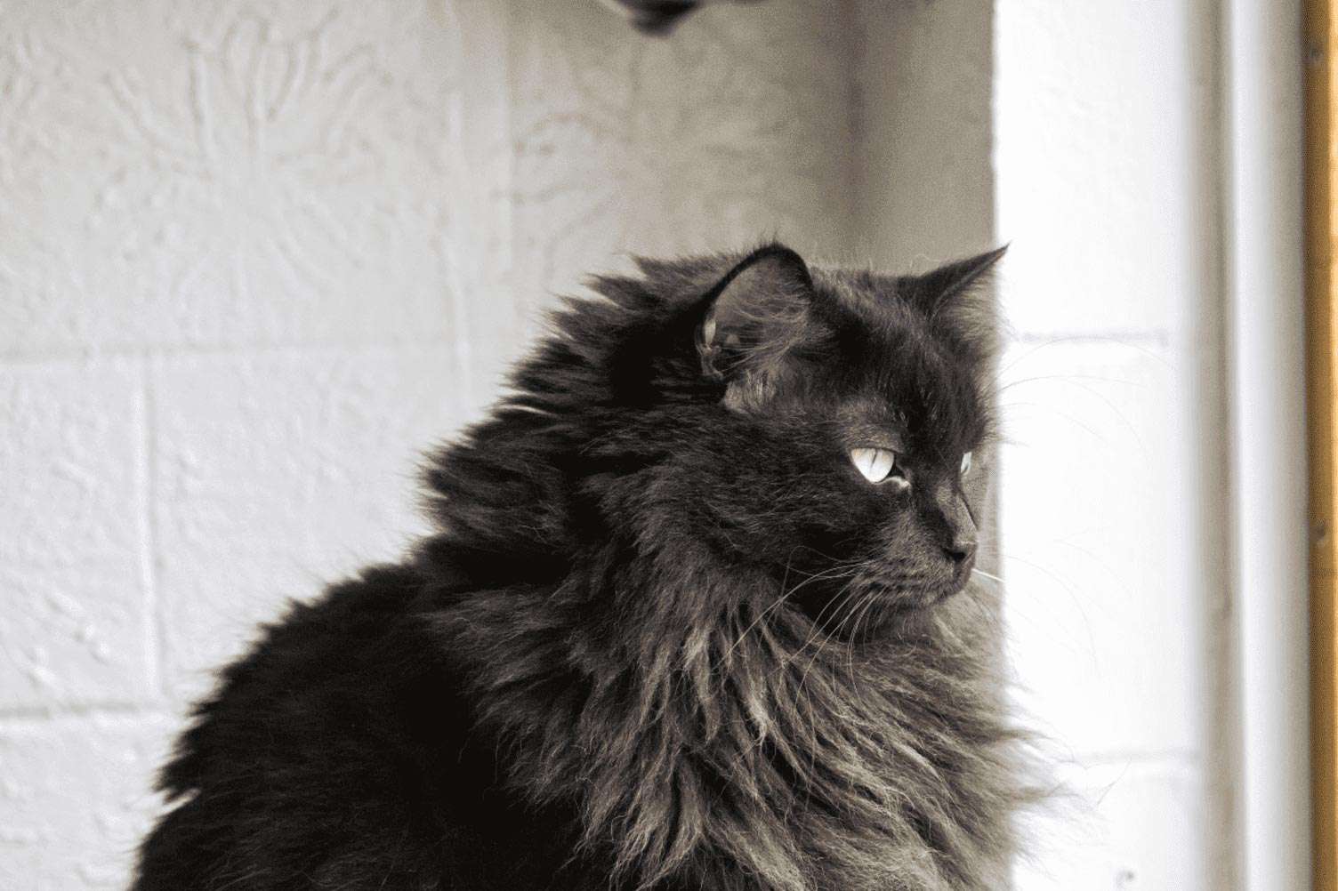 Detail Gambar Black Cat Nomer 45