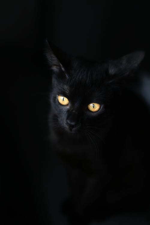 Detail Gambar Black Cat Nomer 55