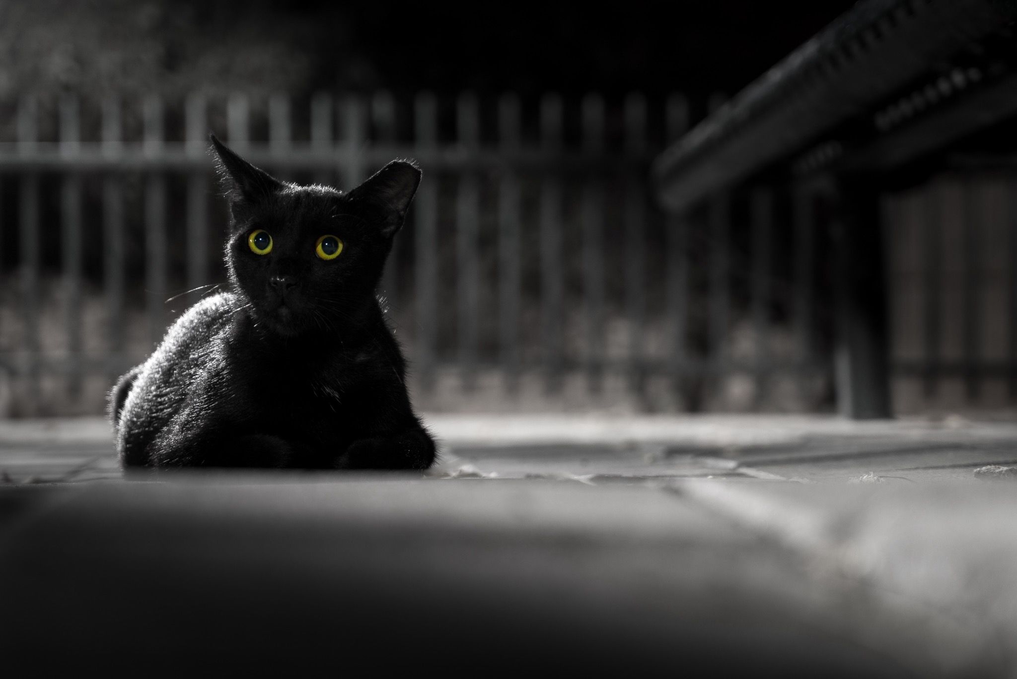 Detail Gambar Black Cat Nomer 60