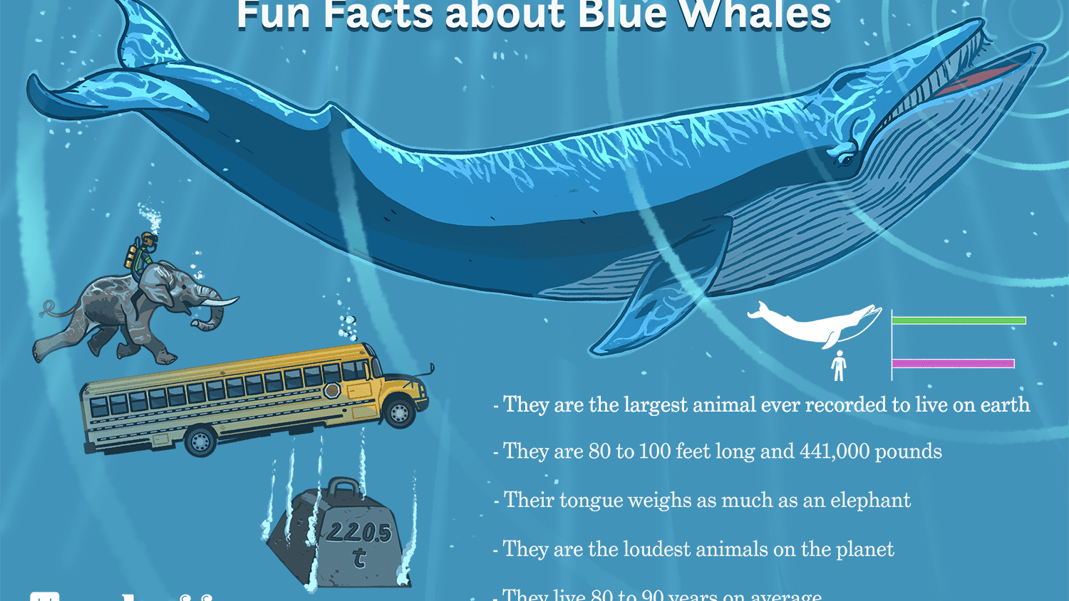 Detail Gambar Blue Whale Nomer 2