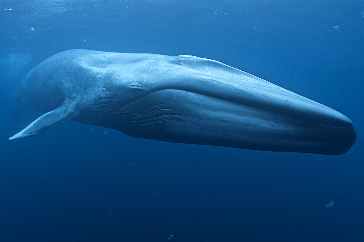 Detail Gambar Blue Whale Nomer 5