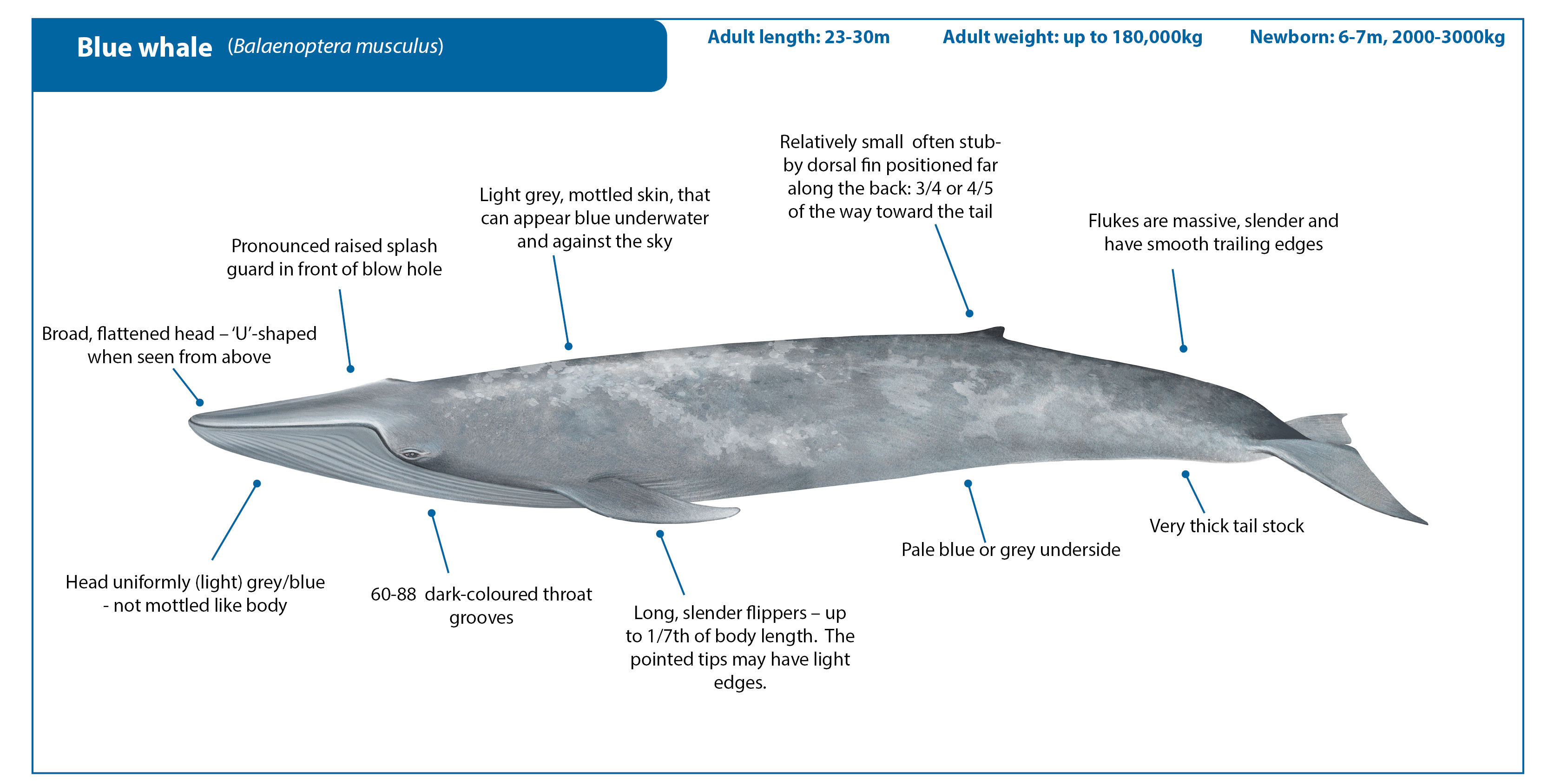 Detail Gambar Blue Whale Nomer 47