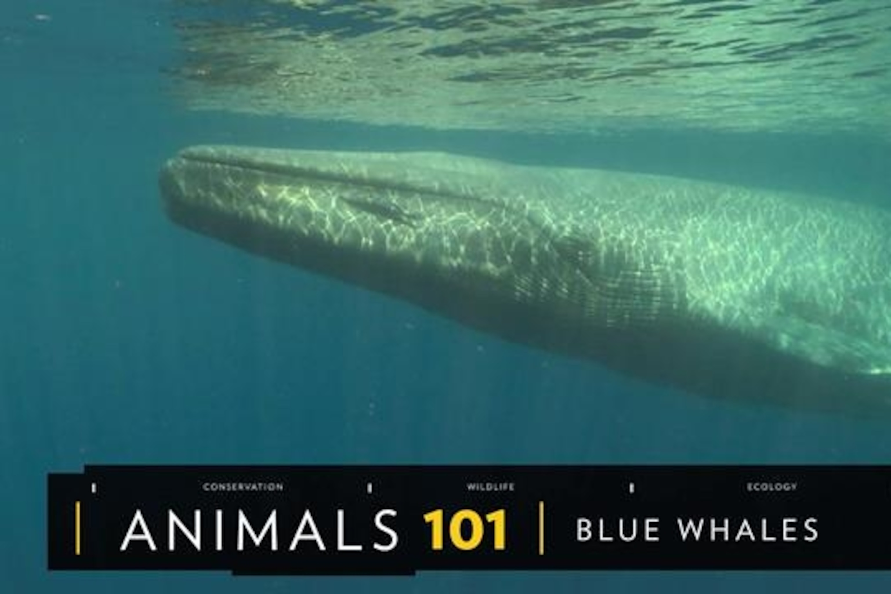 Detail Gambar Blue Whale Nomer 60