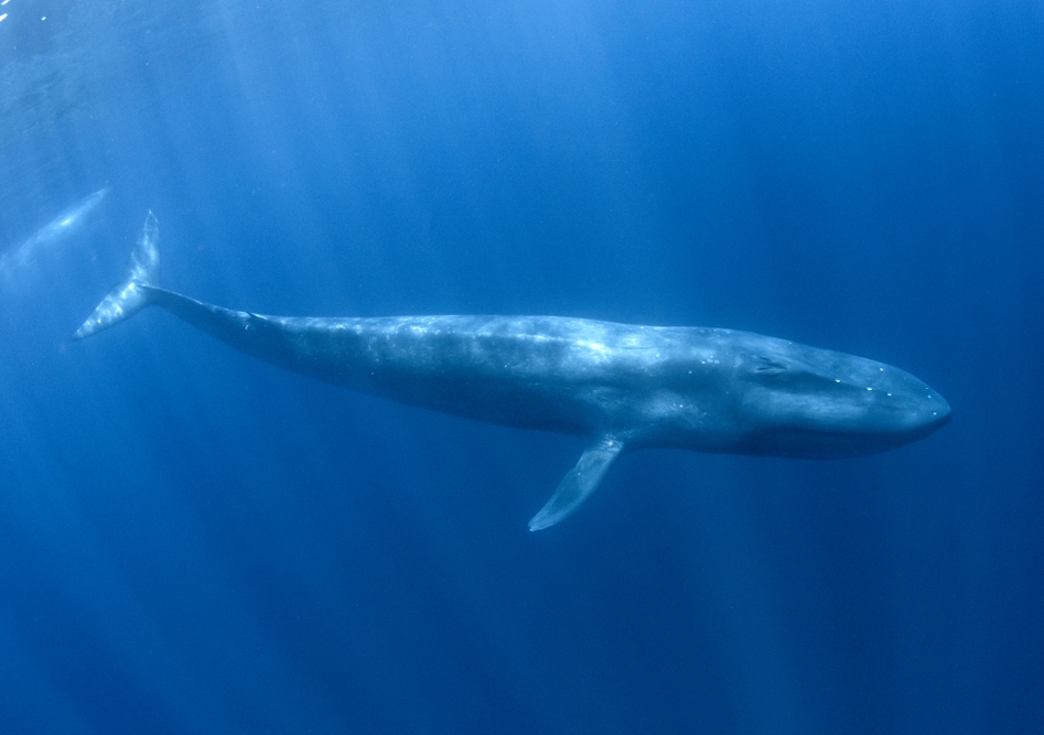 Detail Gambar Blue Whale Nomer 7