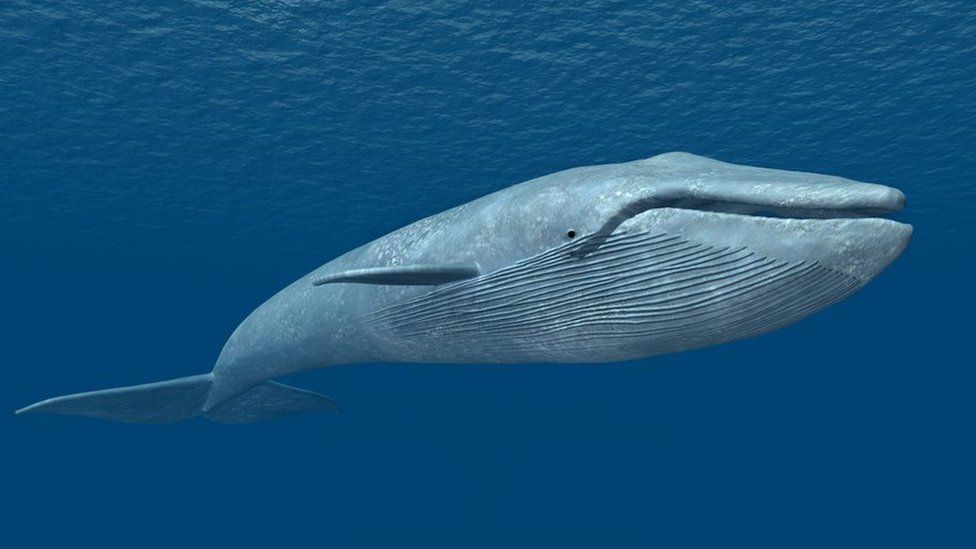 Detail Gambar Blue Whale Nomer 8