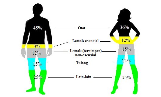 Detail Gambar Body Wanita Idaman Pria Nomer 44