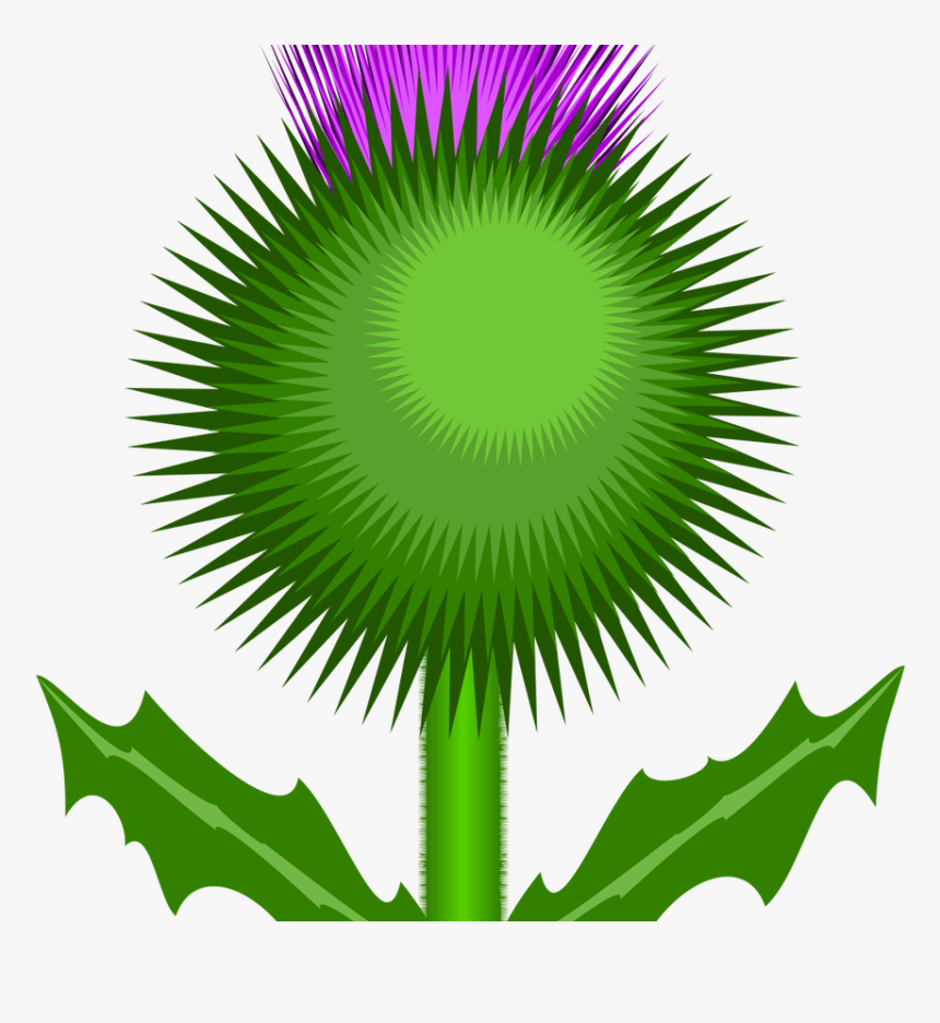 Detail Scottish Thistle Png Nomer 7