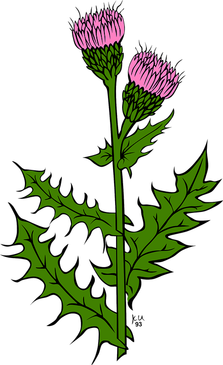 Detail Scottish Thistle Png Nomer 8