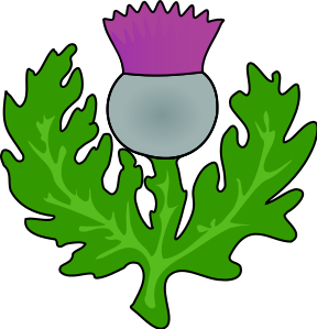 Detail Scottish Thistle Png Nomer 9