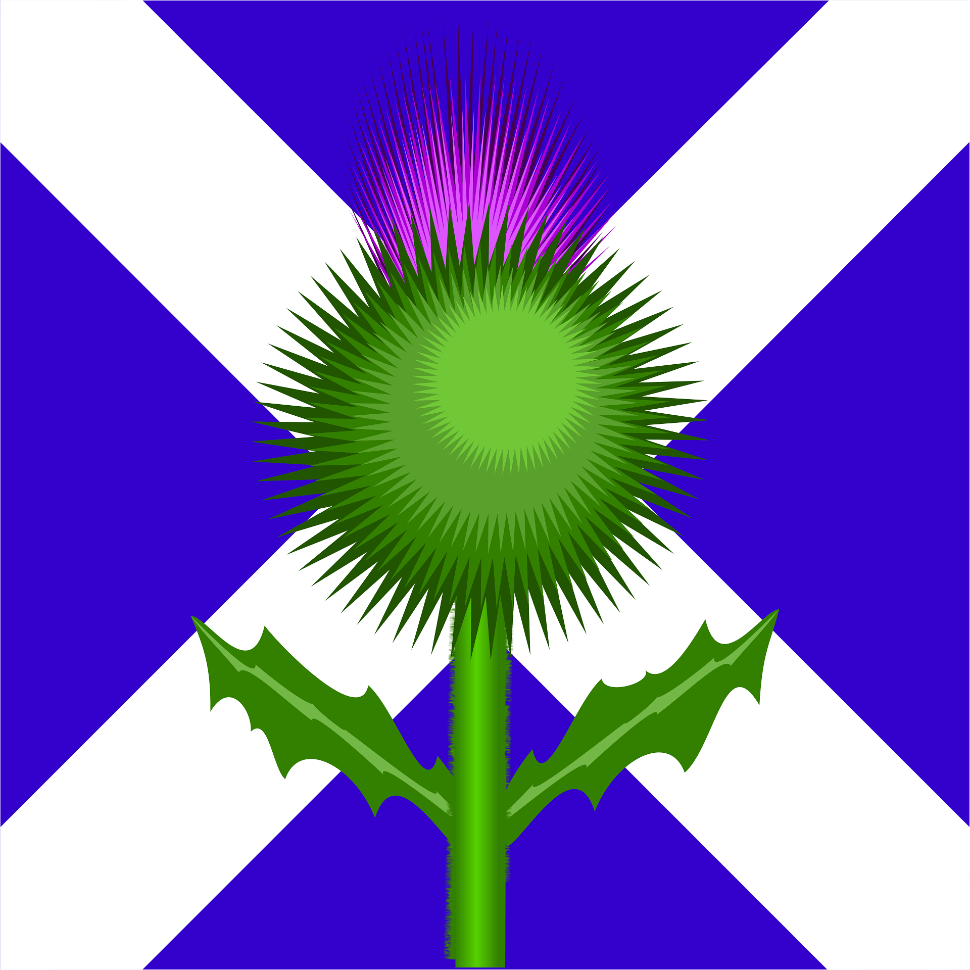 Detail Scottish Thistle Png Nomer 10