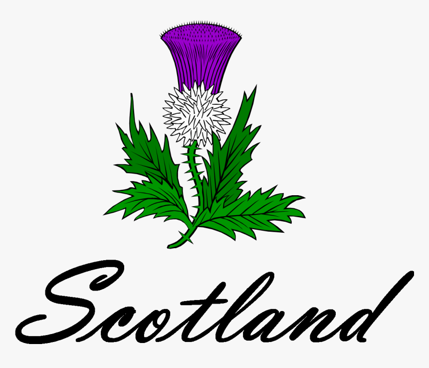 Scottish Thistle Png - KibrisPDR