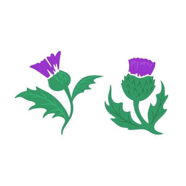 Detail Scottish Thistle Png Nomer 21