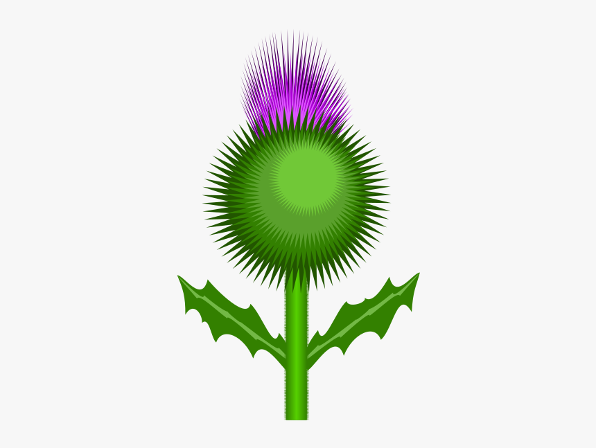 Detail Scottish Thistle Png Nomer 5