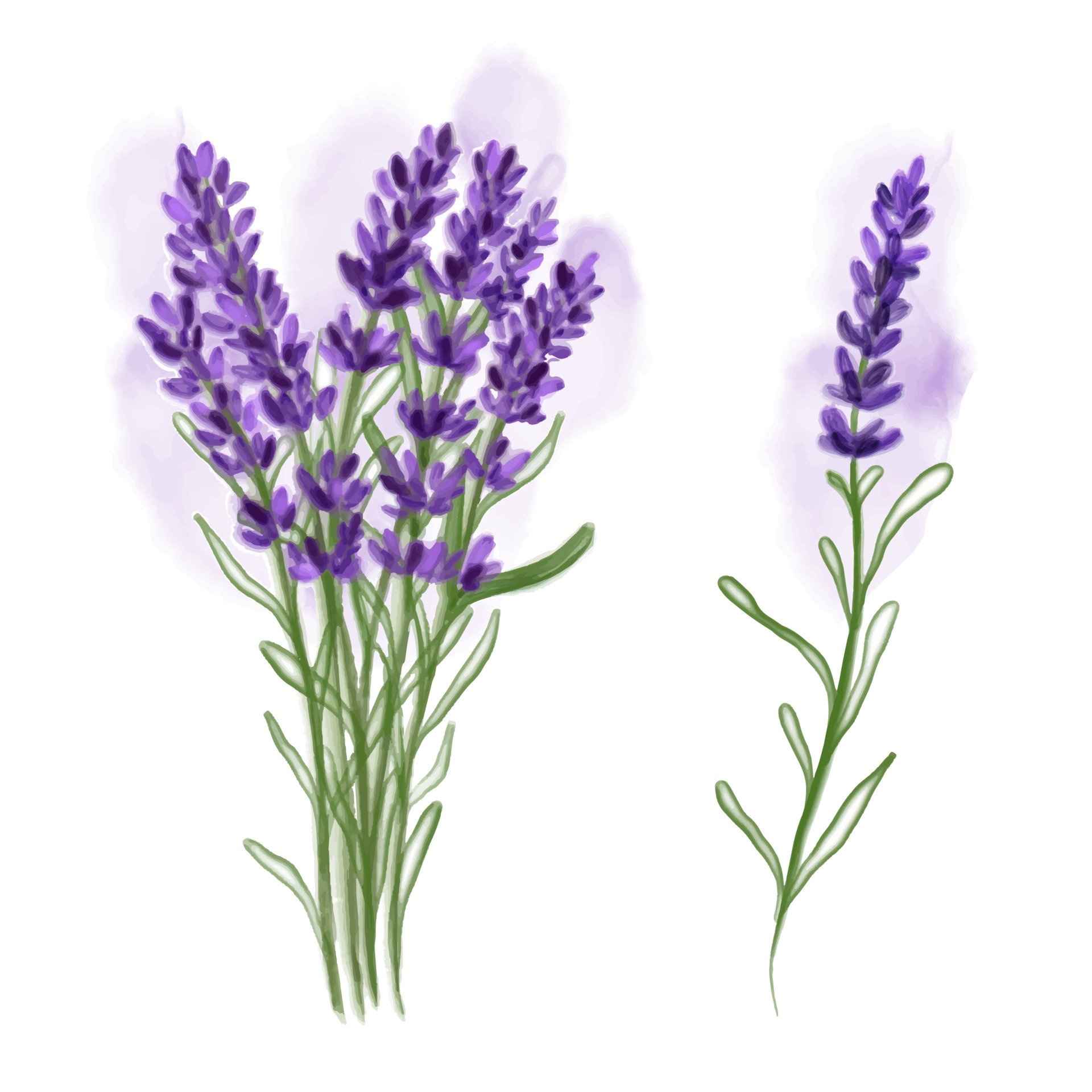 Detail Aquarel Lavendel Nomer 13