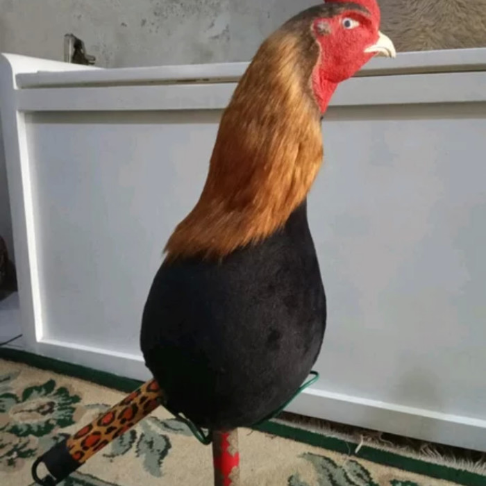 Gambar Boneka Ayam - KibrisPDR