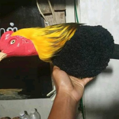 Detail Gambar Boneka Ayam Nomer 36