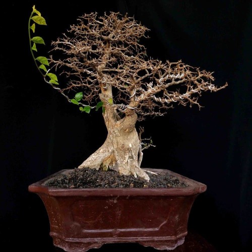 Detail Gambar Bonsai Serut Juara Nomer 16